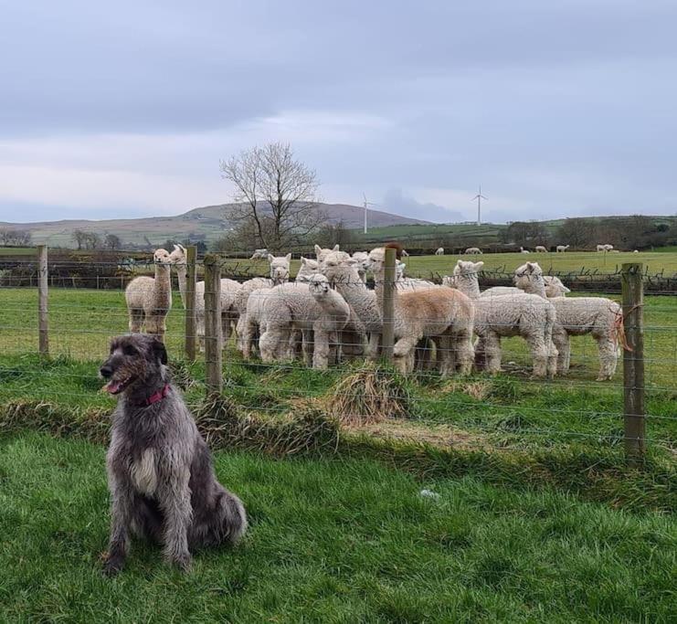 The Alpaca Farmhouse With Hot Tub And Alpaca Experience Included Dromara Buitenkant foto
