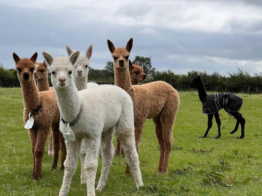 The Alpaca Farmhouse With Hot Tub And Alpaca Experience Included Dromara Buitenkant foto