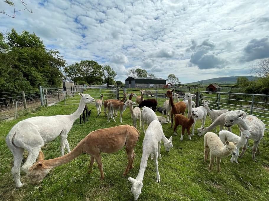 The Alpaca Farmhouse With Hot Tub And Alpaca Experience Included Dromara Buitenkant foto