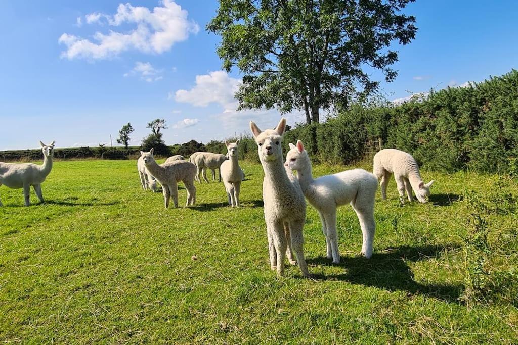 The Alpaca Farmhouse With Hot Tub And Alpaca Experience Included Dromara Buitenkant foto