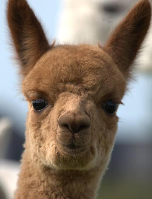 The Alpaca Farmhouse With Hot Tub And Alpaca Experience Included Dromara Buitenkant foto