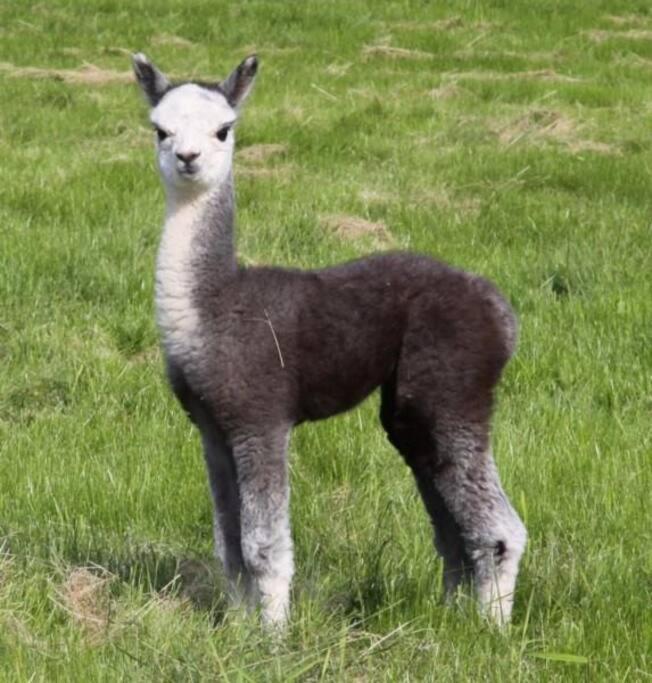 The Alpaca Farmhouse With Hot Tub And Alpaca Experience Included Dromara Buitenkant foto