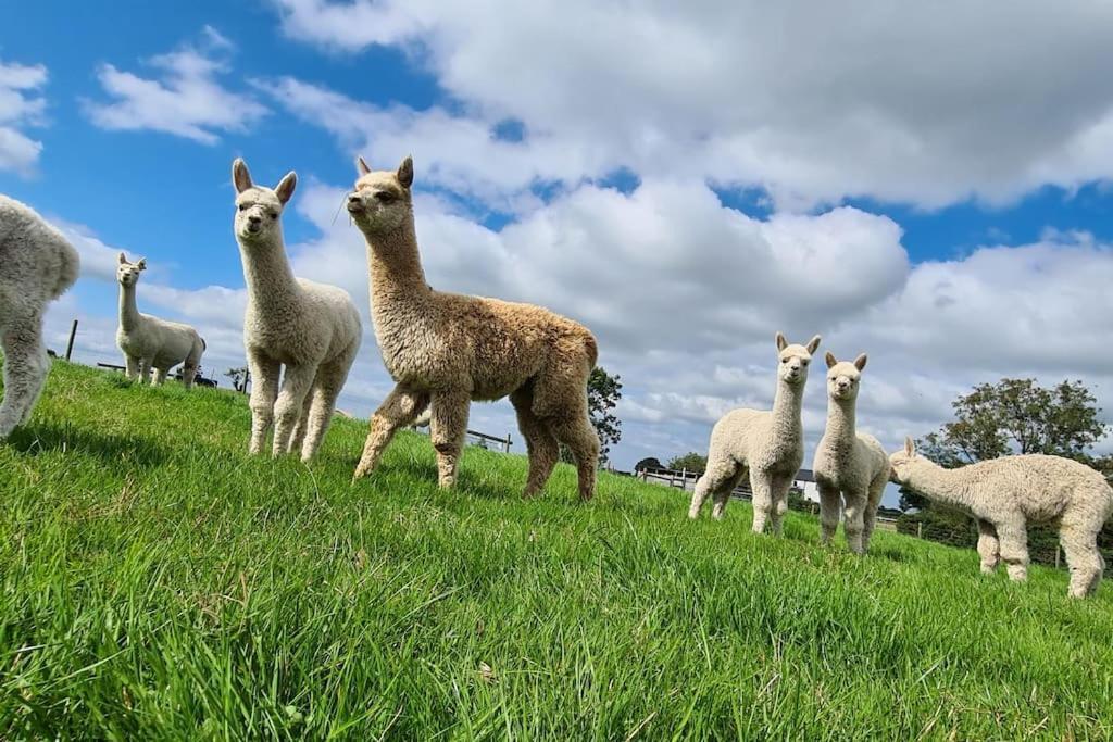 The Alpaca Farmhouse With Hot Tub And Alpaca Experience Included Dromara Buitenkant foto