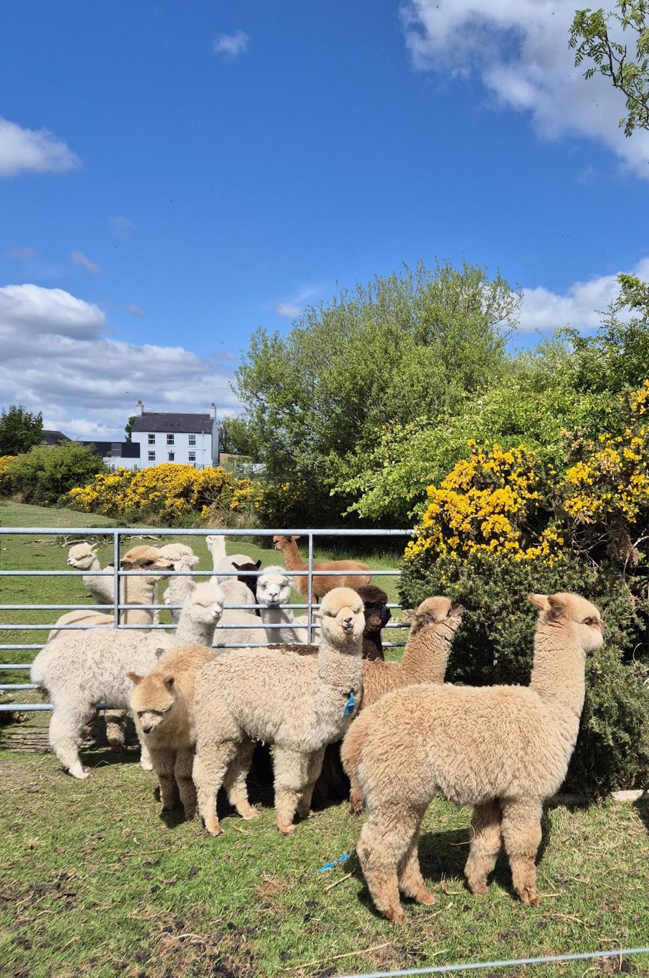 The Alpaca Farmhouse With Hot Tub And Alpaca Experience Included Dromara Buitenkant foto